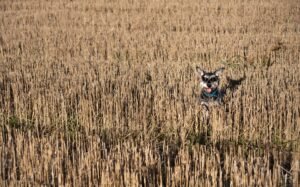 Happy schnauzer dog playing in a harvested wheat field on a sunny day.
